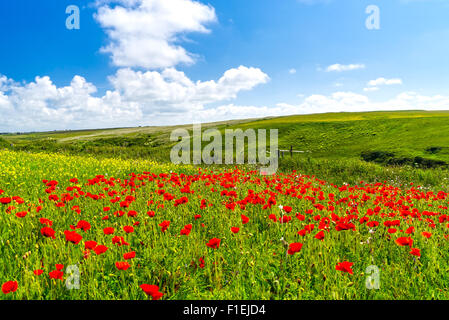 Campo di Papaveri e fiori selvatici al di sopra di Porth scherzo spiaggia vicino a Newquay Cornwall Inghilterra UK Europa Foto Stock