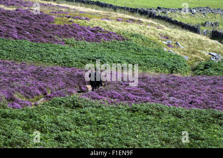 Due donne a piedi attraverso erica e bracken su Bronte mori presso Haworth Foto Stock