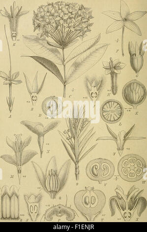 Die Natürlichen Pflanzenfamilien - nebst ihren Gattungen und wichtigeren Arten, insbesondere den Nutzpflanzen (1887)