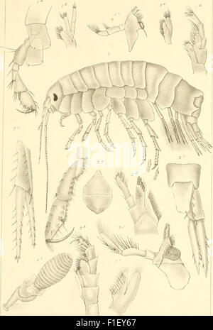 Die zweite Deutsche Nordpolarfahrt in den Jahren 1869 und 1870, unter Führung des Kapitän Karl Koldewey (1873) Foto Stock