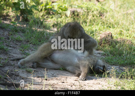 I babbuini Chacma toelettatura Foto Stock