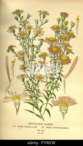 Questo libro di floricoltura del XIX secolo presenta illustrazioni dei famosi fiori da giardino e da serra, comprese le cromolitografie. È stato pubblicato in Francia e fa parte della collezione del Missouri Botanical Garden, migliorando le conoscenze botaniche. Foto Stock