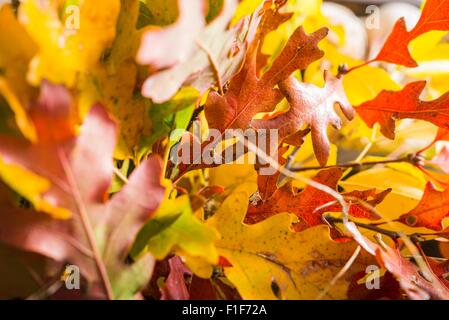 Colorate Foglie di autunno Closeup fotografia. Tema d'autunno. Foto Stock