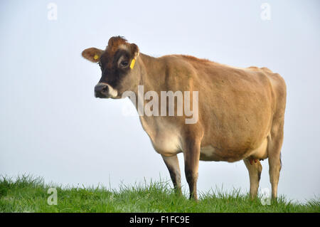 Jersey mucca su pascolo a West Coast farm, Nuova Zelanda Foto Stock