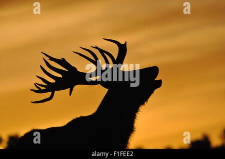 Red Deer stag, Cervus elephus, rumoreggianti al tramonto in Westland, Nuova Zelanda Foto Stock