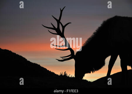 Red Deer stag al tramonto, nella costa occidentale dell'Isola del Sud, Nuova Zelanda Foto Stock