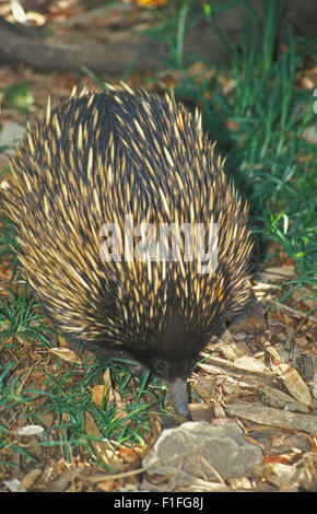 Echidna talvolta noto come spinosa formichieri appartengono alla famiglia Tachyglossidae nel monotreme ordine di deposizione delle uova mammiferi. Foto Stock