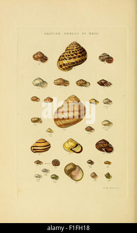 Indice illustrato di gusci di Britannico (PL. XXIII) Foto Stock