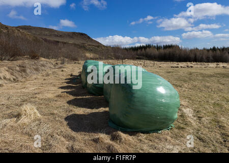 Bail di fieno in Hveragerdi, Islanda Foto Stock