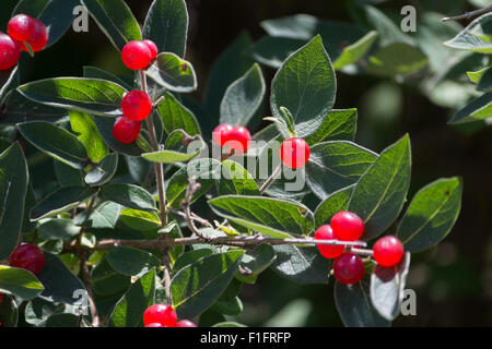 Wild bacche rosse a Portland, Maine Foto Stock