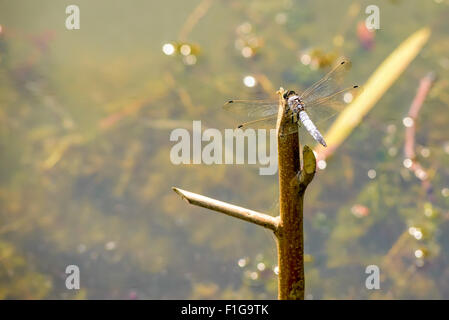 Primo piano di una libellula su un ramo vicino al laghetto Foto Stock