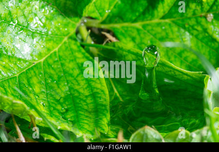 Goccia di acqua nella natura. Acqua sulla foglia verde Foto Stock