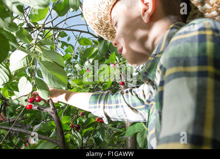 Bambino la raccolta di marasche su un albero. Foto Stock