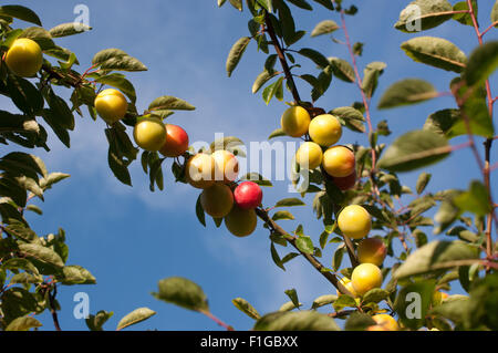 Reneclaudenbaum mit Früchten halbreifen strahlend vor blauem Himmel Foto Stock