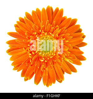 Orange gerbera fiore isolato su bianco con tracciato di ritaglio Foto Stock