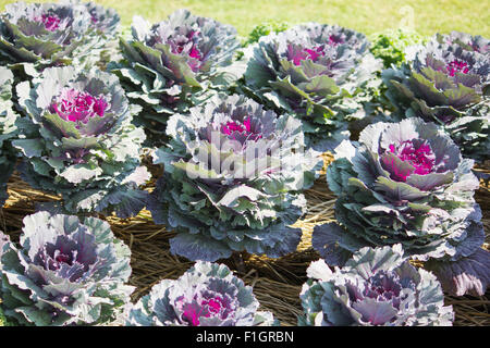 Cavolo ornamentale in un giardino Foto Stock