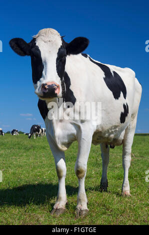 Bella mucca su erba verde con il blu del cielo Foto Stock