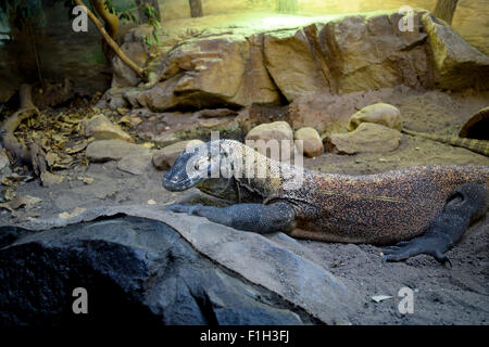 Australian Goanna o Pizzo Monitor (Vanarus Varius) di appoggio. Foto Stock