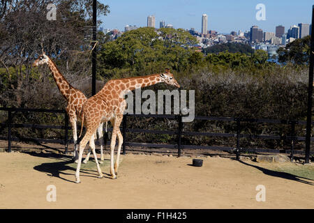 Giraffe al Taronga Zoo con una vista di Sydney CBD skyline in background. Foto Stock