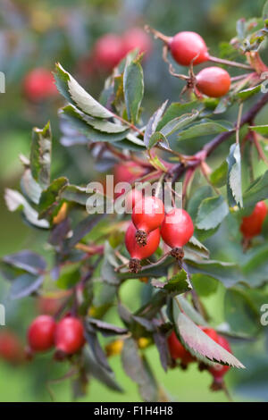 Cinorroidi in autunno. Foto Stock