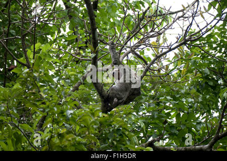 Animale selvatico, la fauna, la natura, la fauna selvatica. Il bradipo sul ramo di albero. Parco Nazionale di Manuel Antonio, Costa Rica, America Centrale Foto Stock