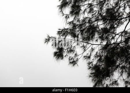 In stile minimalista immagine in bianco e nero di un albero. Foto Stock