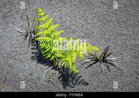 Colore verde brillante Fern impianto in sabbia nera vulcanica del vulcano Bromo sull'isola di Java in Indonesia, in Asia. Foto Stock