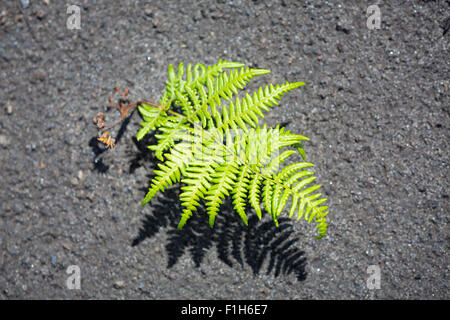 Colore verde brillante Fern impianto in sabbia nera vulcanica del vulcano Bromo sull'isola di Java in Indonesia, in Asia. Foto Stock