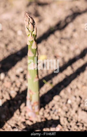 Primo piano del verde a base di asparagi crescono nel giardino vegetale Foto Stock