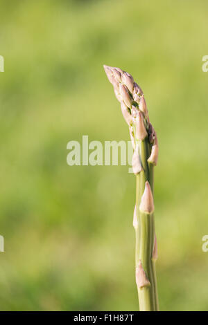 Primo piano del verde a base di asparagi crescono nel giardino vegetale Foto Stock