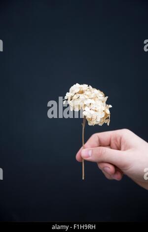 Persona in possesso di secchi fiori di ortensie Foto Stock