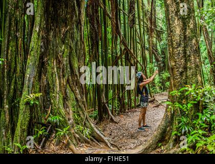 Giovane turista femminile fotografare sullo smartphone nella giungla, Manoa Falls, Oahu, Hawaii, STATI UNITI D'AMERICA Foto Stock