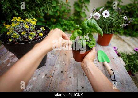 Punto di vista colpo di mani pianta di basilico Foto Stock