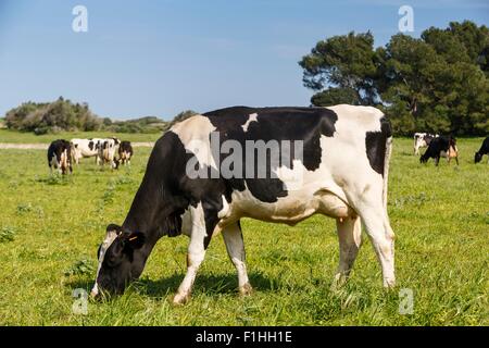 Il frisone le mucche al pascolo nel campo Foto Stock