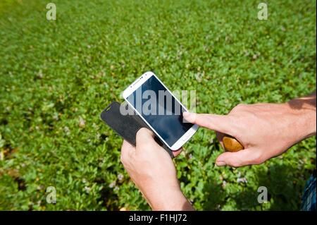 Gli agricoltori maschio mano utilizzando il touchscreen dello smartphone in campo verde Foto Stock