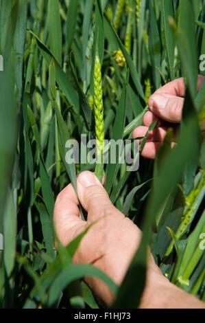 Close up di agricoltori maschio lato esaminando chicco di grano in un campo Foto Stock