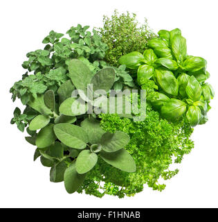 Ingredienti alimentari. Le erbe fresche isolati su sfondo bianco. Il basilico, maggiorana, prezzemolo, rosmarino, timo, salvia Foto Stock