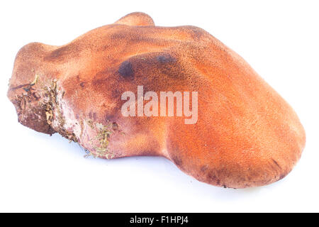 Bistecca di manzo fungo noto anche come lingua di bue (Fistulina hepatica) Foto Stock