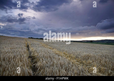 Cielo tempestoso su una maturata sul campo di orzo a Tasley, Bridgnorth, Shropshire, Inghilterra, Regno Unito. Foto Stock