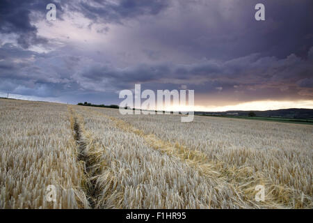 Cielo tempestoso su una maturata sul campo di orzo a Tasley, Bridgnorth, Shropshire, Inghilterra, Regno Unito. Foto Stock