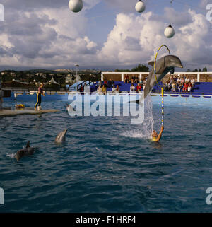 Dolphin saltando attraverso un anello in un delfinario Foto Stock