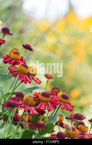 Helenium "Ruby Tuesday". Helens fiore. Fiori Sneezeweed Foto Stock