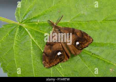 Vaporer moth, rusty tussock moth, maschio, Schlehenspinner, Männchen, Kleiner Bürstenspinner, Orgyia antiqua, Orgyia recens Foto Stock