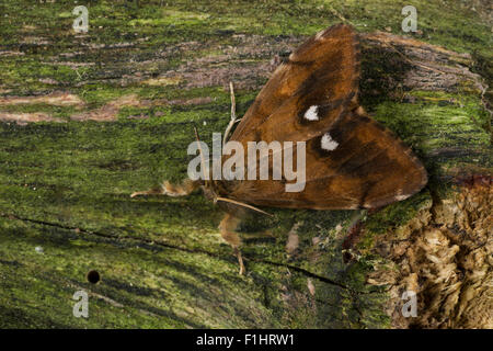 Vaporer moth, rusty tussock moth, maschio, Schlehenspinner, Männchen, Kleiner Bürstenspinner, Orgyia antiqua, Orgyia recens Foto Stock