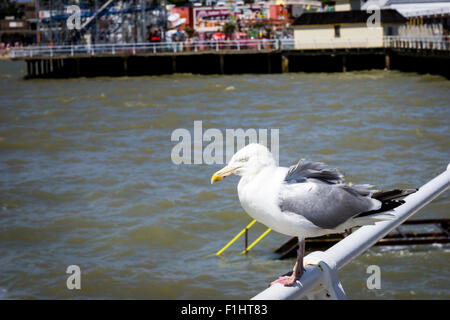 Un Gabbiano aringhe (Larus argentatus)sul molo a Clacton-on-Sea, England, Regno Unito Foto Stock