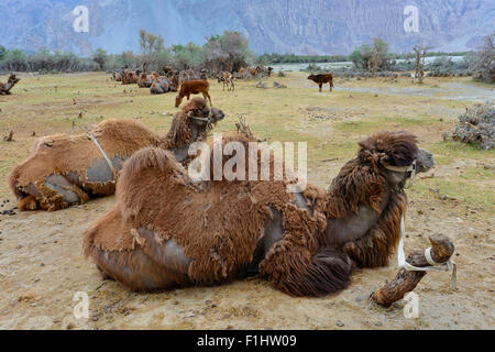 India Jammu Kashmir Ladakh cammelli lungo le dune di sabbia a Hunder nella Valle di Nubra Foto Stock