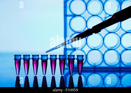 Strip PCR provette e micropipetta nel laboratorio di genetica Foto Stock