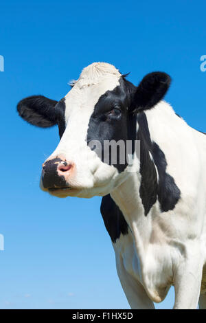 Ritratto di nero e di bianco mucca nel cielo blu Foto Stock