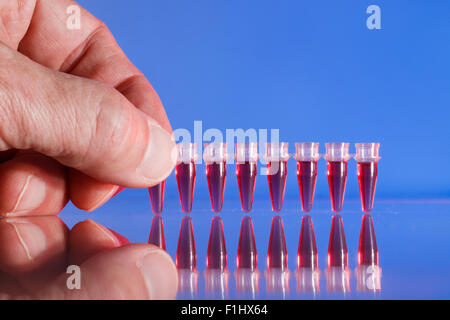 Strip PCR provette e micropipetta nel laboratorio di genetica Foto Stock
