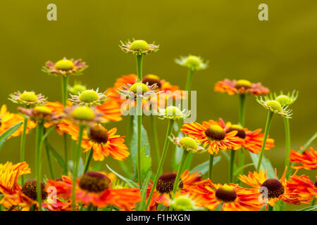 Helenium Autumnale o sneezeweed comune Foto Stock